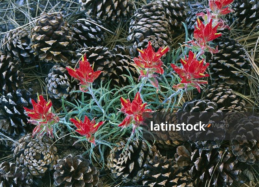 Indian Paintbrush (Castilleja Miltochrista) rodeado de conos de pino, South Rim, gran cañón, Arizona