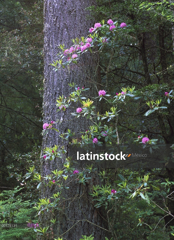 Tronco de secuoya (Sequoia sempervirens) Costa y Pacífico rododendro (Rhododendron macrophyllum), se