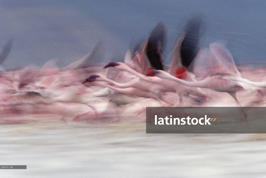 Menor grupo de Flamingo (Phoenicopterus minor) tomando vuelo desde el lago, Kenia