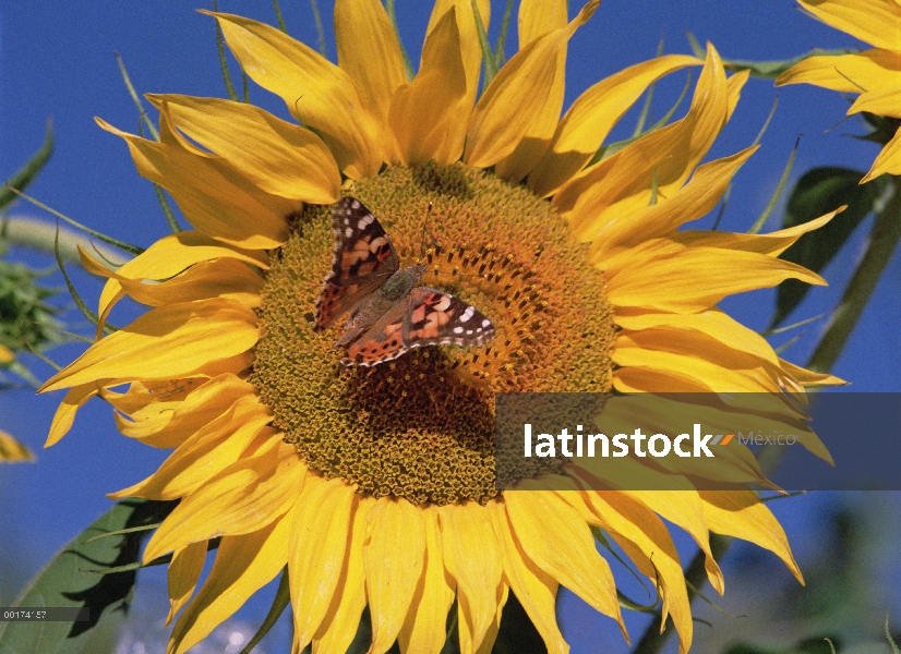 Mariposa Painted Lady (Vanessa cardui) en girasol, Nuevo México