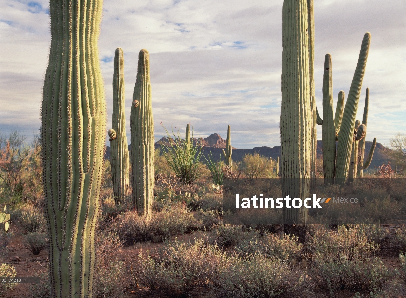 Sahuaro (Carnegiea gigantea) y pico de Safford, Arizona, Parque Nacional Saguaro