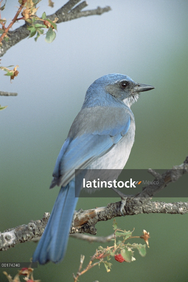 Western Scrub-Jay (Aphelocoma californica) posado sobre rama de árbol, Nuevo México