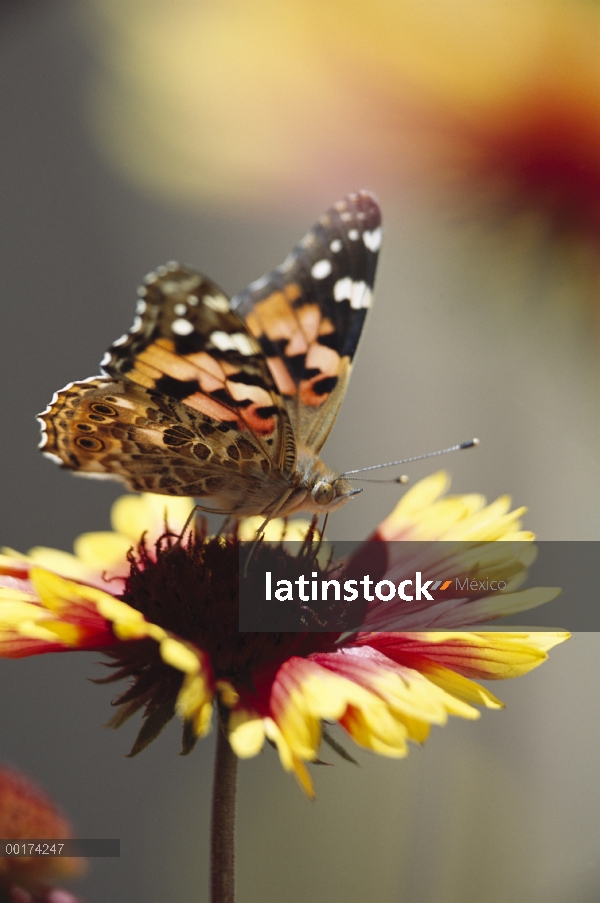 Painted Lady (Vanessa cardui) mariposa alimentándose de Gaillardia común (Gaillardia aristata), Nuev