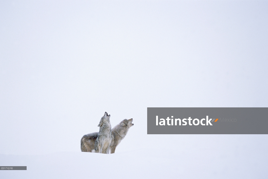 Par de lobo (Canis lupus) aullando en nieve, América del norte