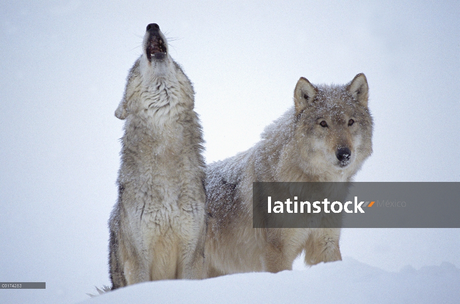 Par de lobo (Canis lupus) aullando en nieve, América del norte