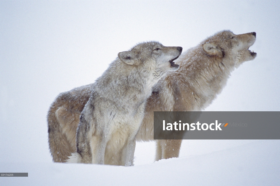 Par de lobo (Canis lupus) aullando en nieve, América del norte