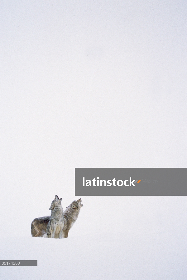 Par de lobo (Canis lupus) aullando en nieve, América del norte