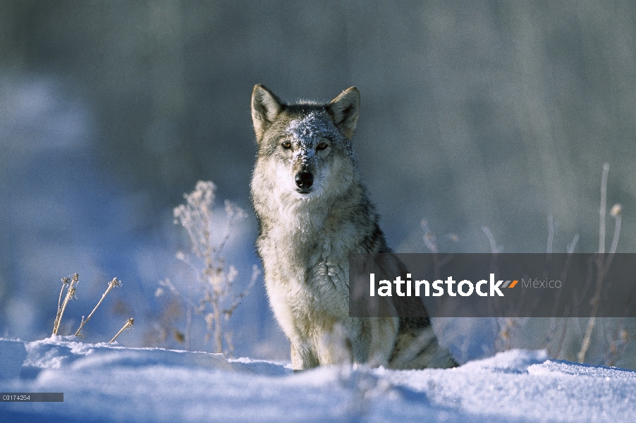 Retrato de lobo (Canis lupus) en nieve, América del norte