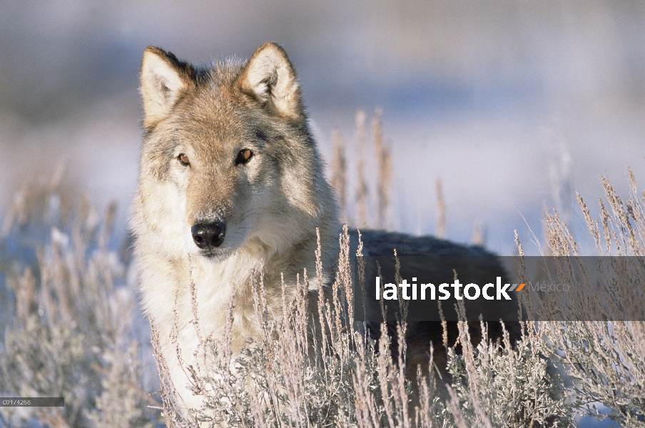 Retrato de lobo (Canis lupus), América del norte