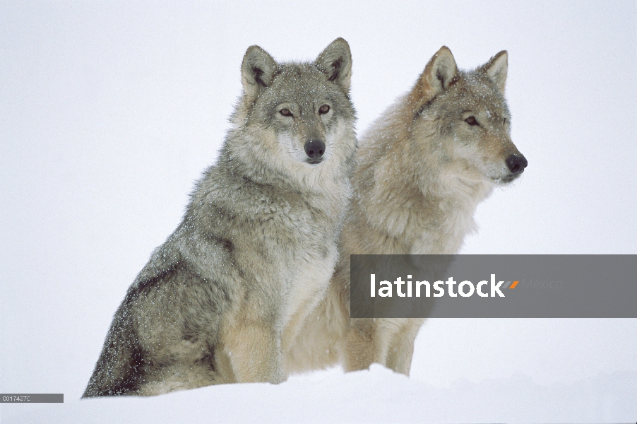 Retrato de lobo (Canis lupus) de par en nieve, América del norte