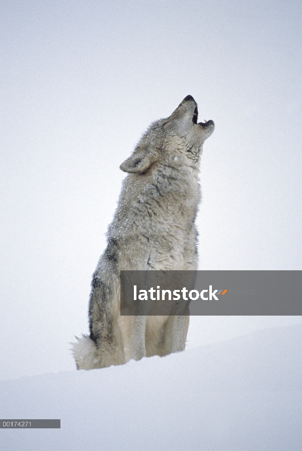 Retrato del lobo (Canis lupus), aullando en nieve, América del norte