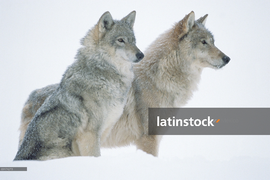 Retrato de lobo (Canis lupus) de par en nieve, América del norte