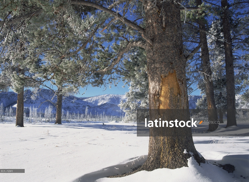 Invierno en el Parque Nacional de Yellowstone, Wyoming