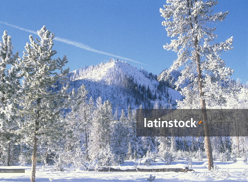 Árboles de pino (Pinus sp) cubren de nieve en invierno, Parque Nacional de Yellowstone, Wyoming