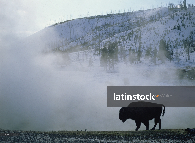 Bisonte americano (bisonte del bisonte) en la cuenca de arena negro, Parque Nacional de Yellowstone,