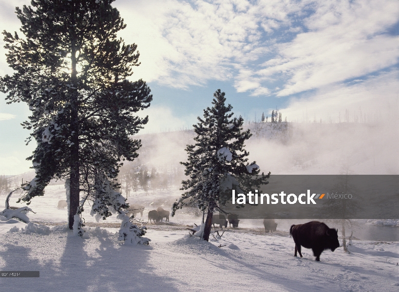 Bisonte americano (bisonte del bisonte) en invierno, Parque Nacional de Yellowstone, Wyoming