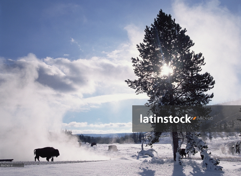 Bisonte americano (bisonte del bisonte) en invierno, Parque Nacional de Yellowstone, Wyoming