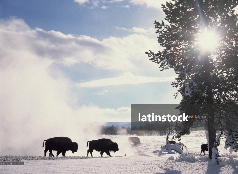 Bisonte americano (bisonte del bisonte) en invierno, Parque Nacional de Yellowstone, Wyoming