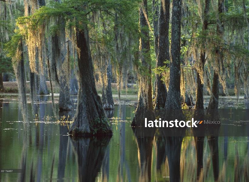 Pantano del ciprés calvo (Taxodium distichum), Parque de estado de Sam Houston Jones, Louisiana