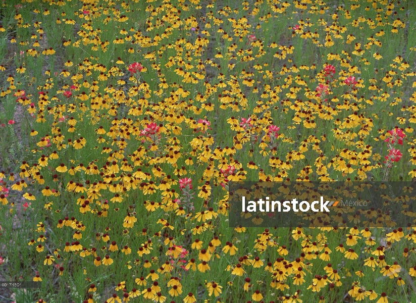 Pincel (Castilleja sp) y Prado de coreopsis, país de la colina, Texas