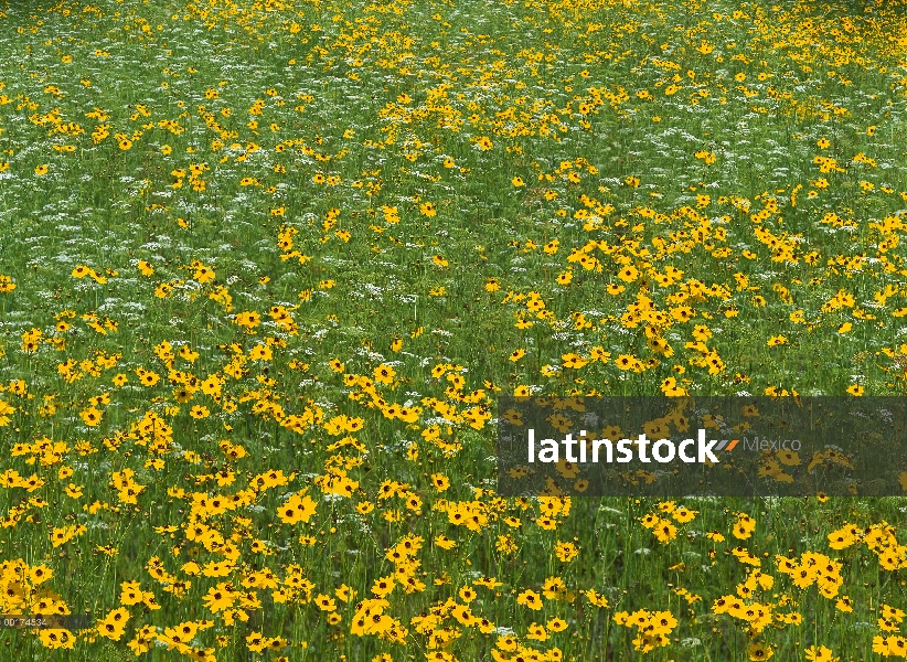 Flores de Coreopsis (Coreopsis sp) florece en el Prado, Parque de estado de Río de Myakka, Florida