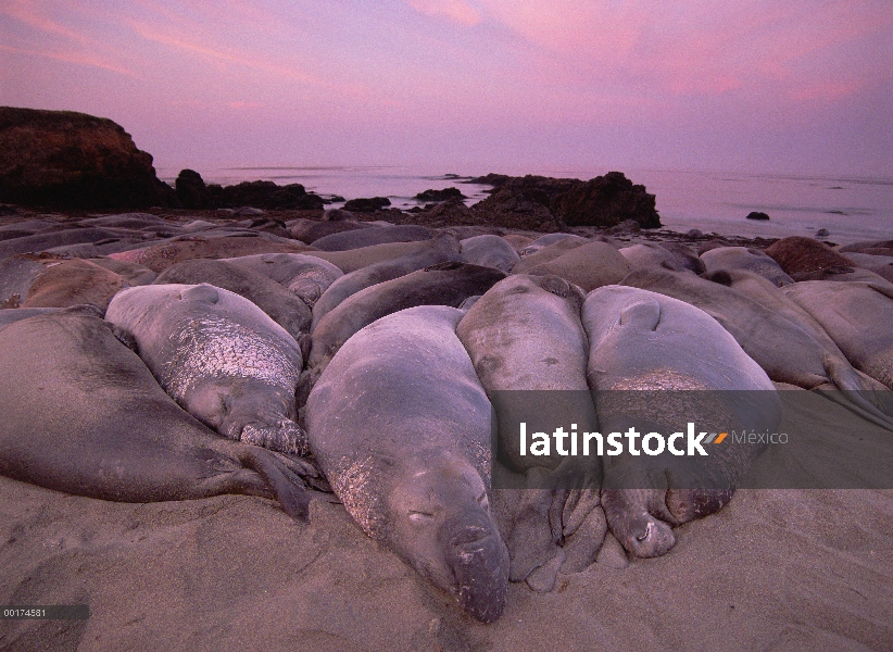 Sello de elefante norteño (angustirostris de Mirounga) grupo descansando en la playa, punto de Piedr