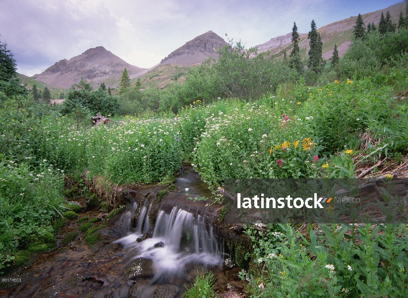 Cascada y flores silvestres de Yankee Boy cuenca, Colorado