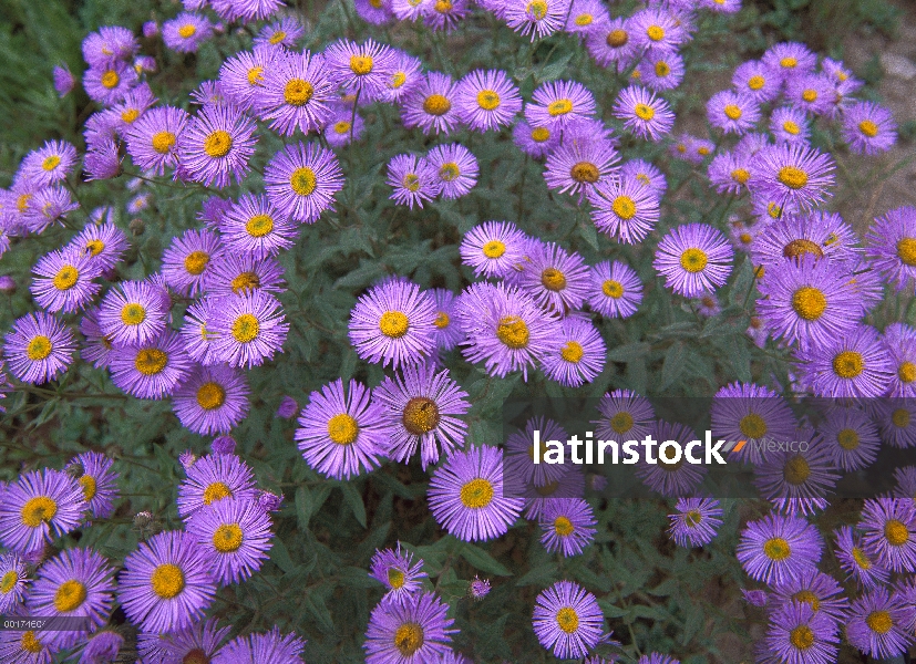 Suave planta de Aster (Aster laevis) en la floración de verano a full, Colorado