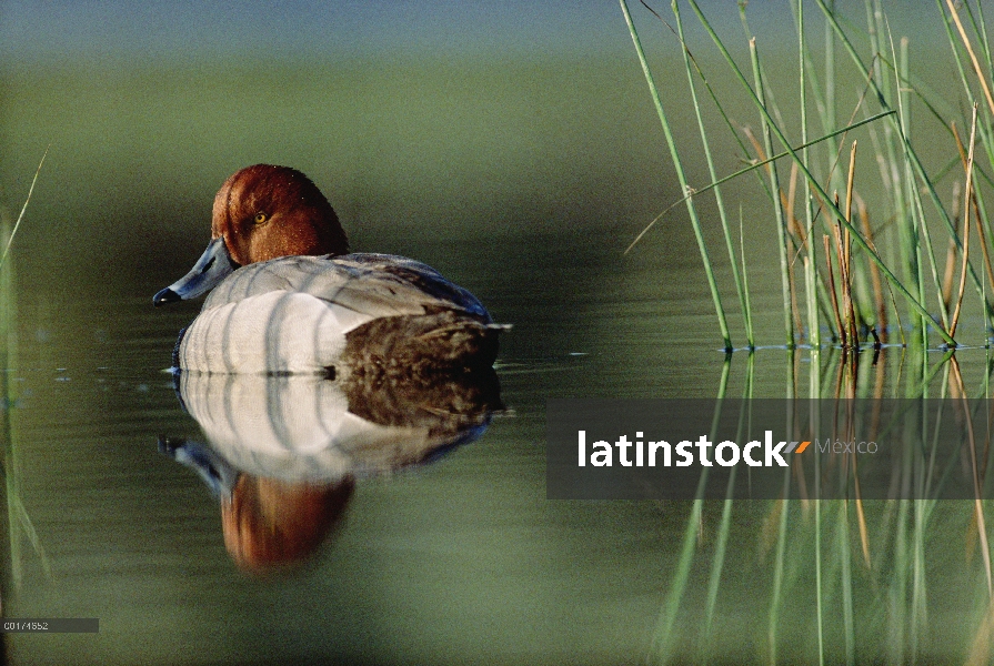 Macho de pato (Aythya americana) pelirroja con reflexión cerca de Cañas, Washington