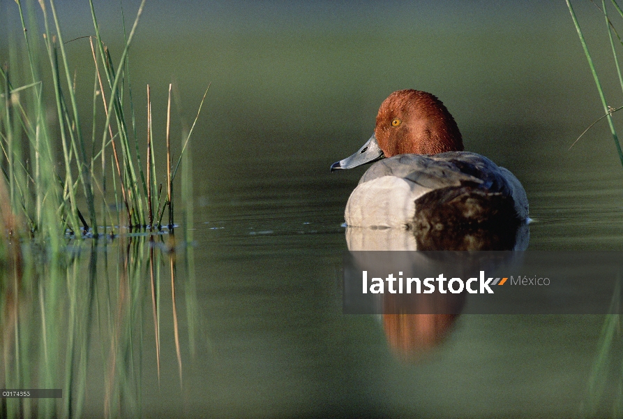 Macho de pato (Aythya americana) pelirroja con reflexión cerca de Cañas, Washington