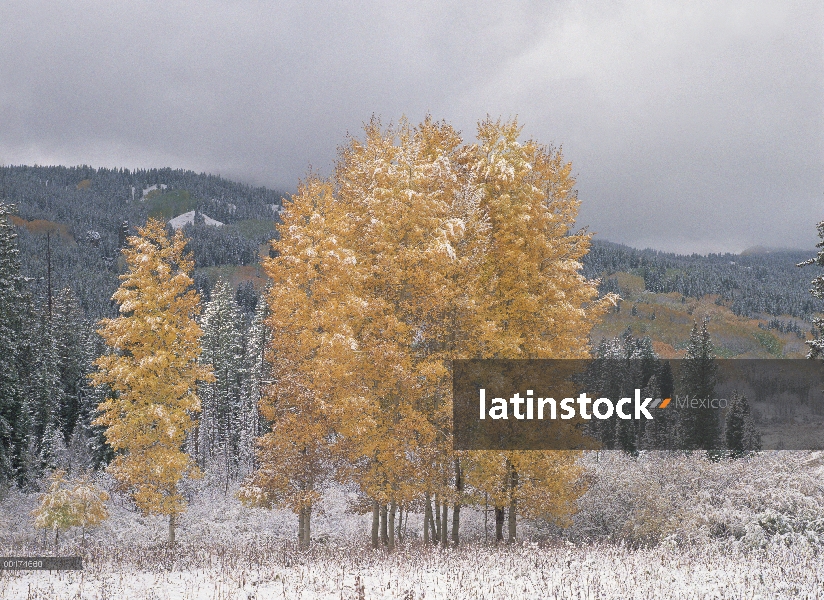 Quaking Aspen (Populus tremuloides) árboles en la nieve, otoño, cerca de paso de Kebbler, Colorado