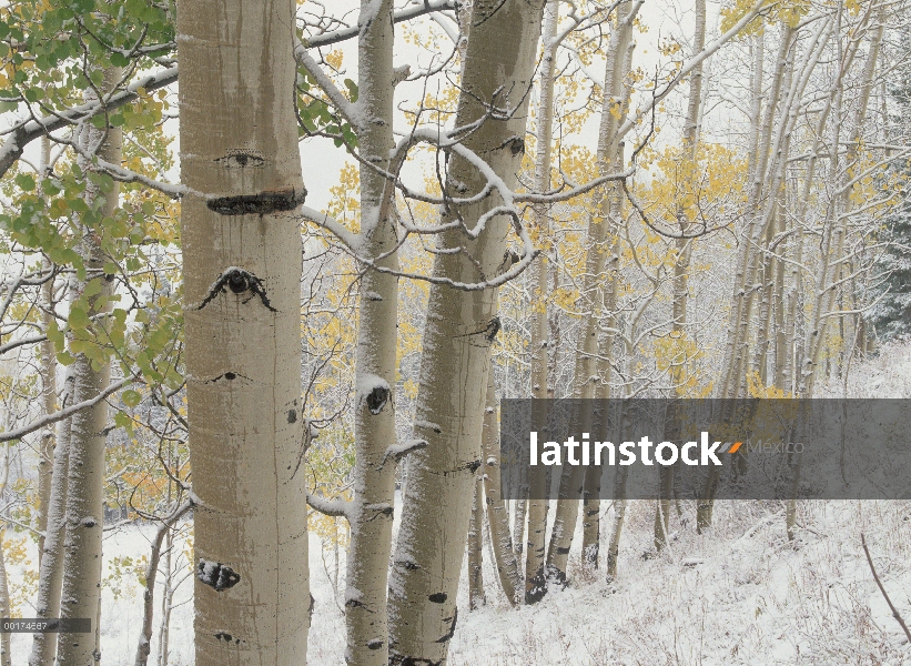 Quaking Aspen (Populus tremuloides) árboles con nieve, bosque del nacional de Gunnison, Colorado