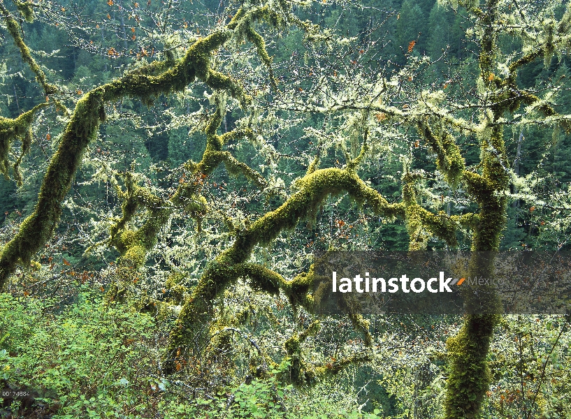 Roble (Quercus sp) árboles cubiertos de musgo en el Eagle Creek, primavera, Columbia River Gorge, Or