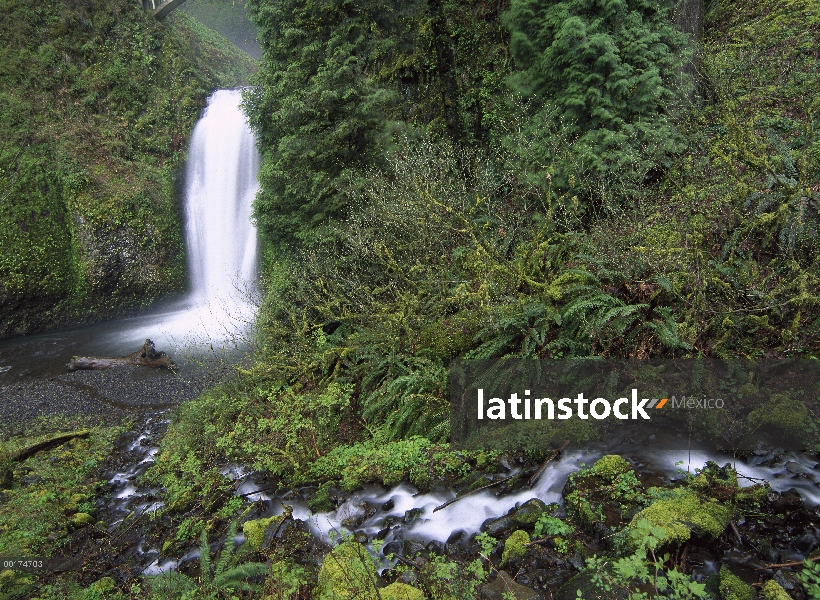 Cataratas de Multnomah en cascada a través del bosque húmedo templado, Columbia River Gorge cerca de