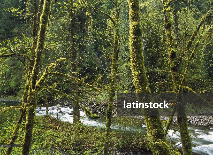 Bosque a lo largo de Eagle Creek, primavera, Columbia River Gorge, Oregon