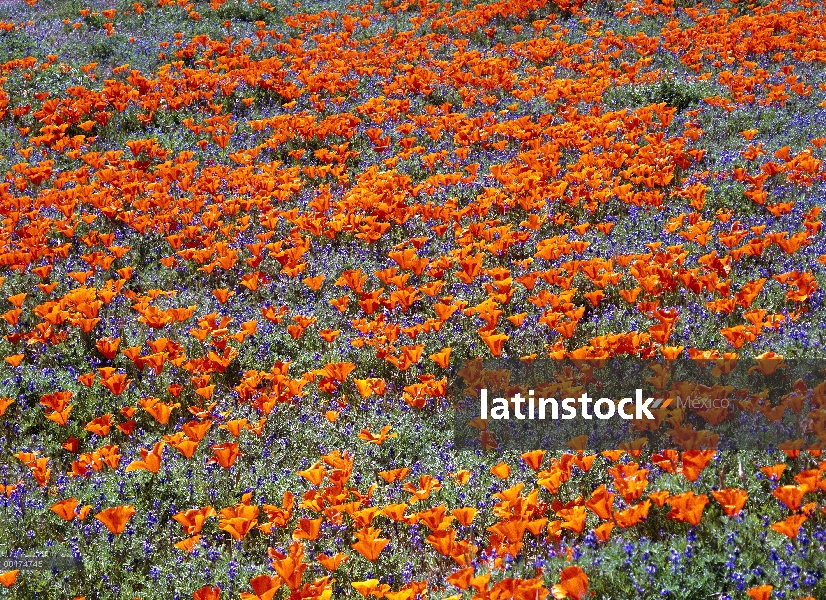 Flores de California Poppy (Eschscholzia californica) y enano altramuces (Lupinus caespitosus), Port