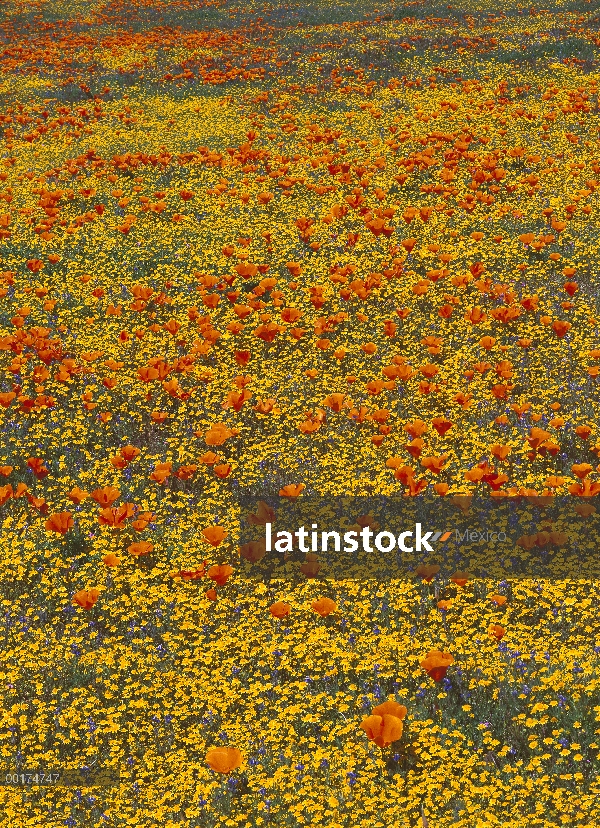 California Poppy (Eschscholzia californica), enano altramuces (Lupinus caespitosus) y flores de Erio