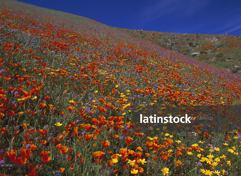 California Poppy (Eschscholzia californica), Eriophyllum (Eriophyllum sp) y desierto Jacinto flores,