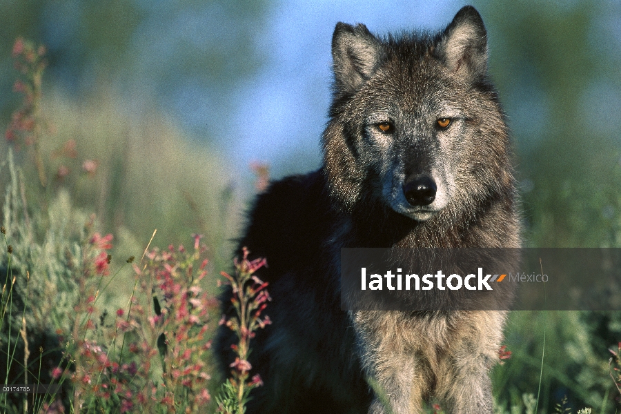 Retrato de lobo (Canis lupus), América del norte