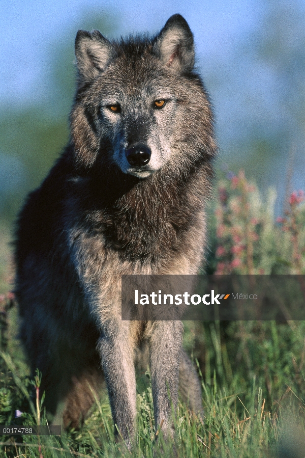 Retrato de lobo (Canis lupus), América del norte