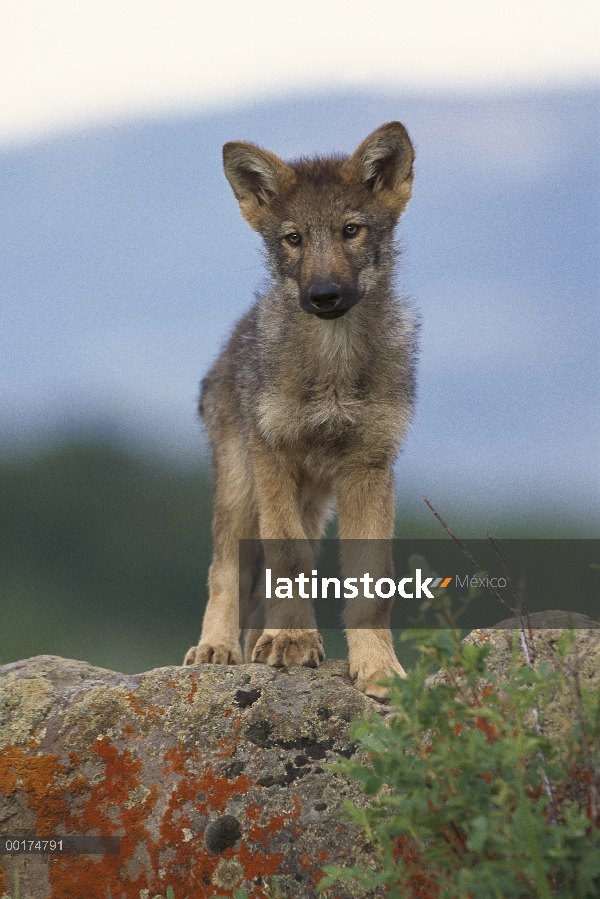 Retrato de lobo (Canis lupus) de cachorro, América del norte