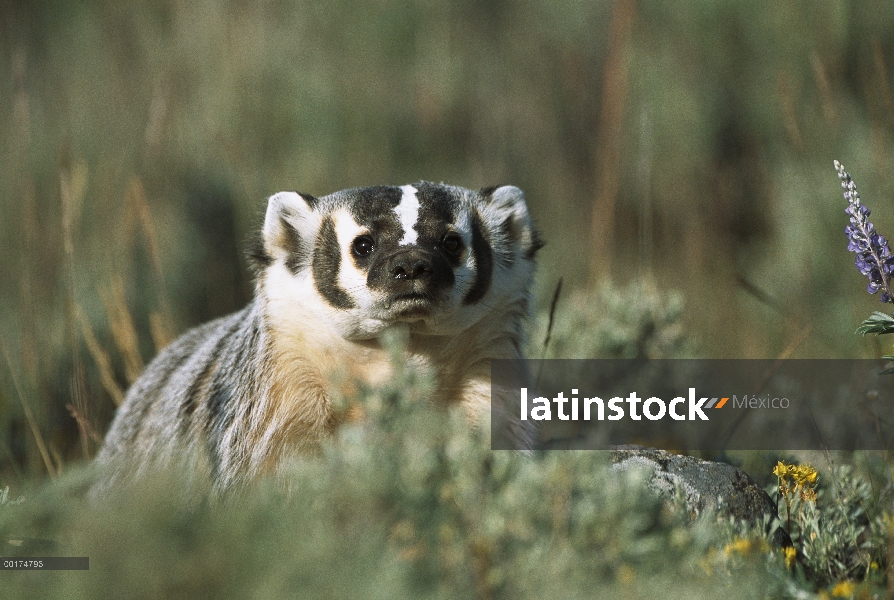 Tejón americano (Taxidea taxus), América del norte