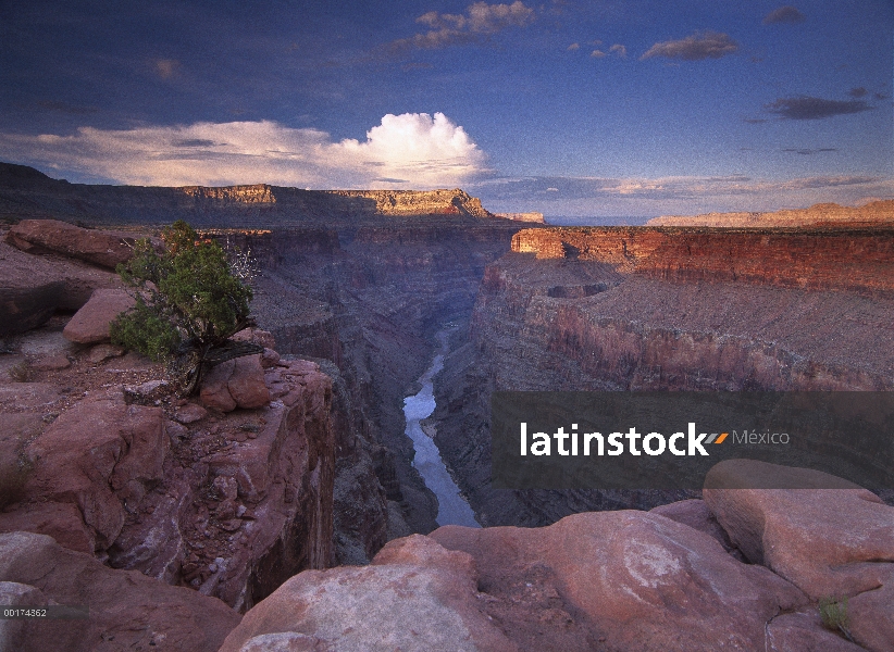 Río Colorado de mirador Toroweap, Parque Nacional Gran Cañón, Arizona