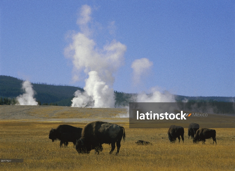 Bisonte americano (bisonte del bisonte) rebaño pastando cerca de Fountain Paint Pots, Parque Naciona