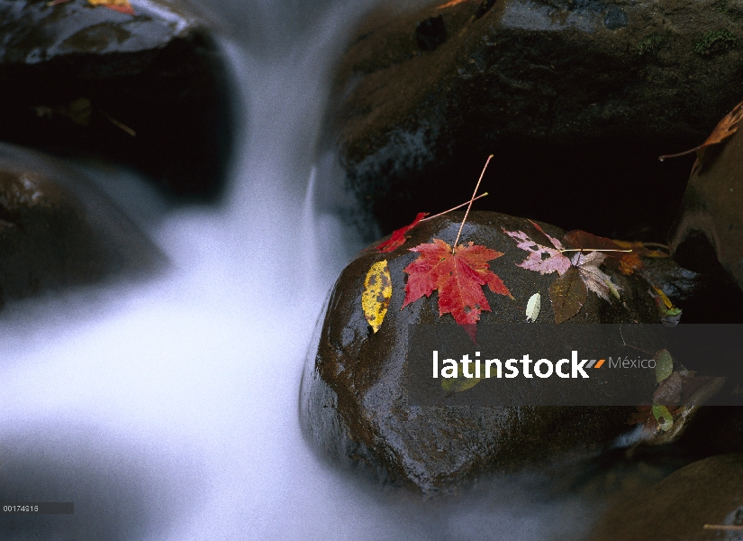 Pigeon Forge, en cascada entre rocas y colorido otoño hojas de arce, Parque nacional Great Smoky, Te