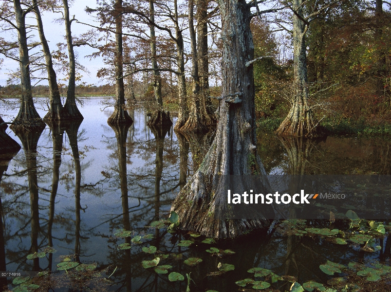 Ciprés de (los pantanos Taxodium distichum) en la cuenca alta del azul, se trata de una parada de av