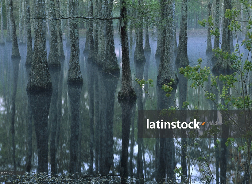 Pantano del ciprés de (los pantanos Taxodium distichum), remanso de Río de Calcasieu, Lake Charles, 