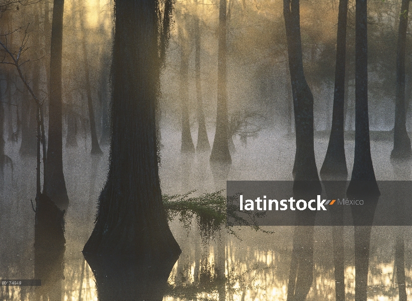 Ciprés calvo (Taxodium distichum) grove en pantano de agua dulce amanecer, lago Fausse Pointe, Louis