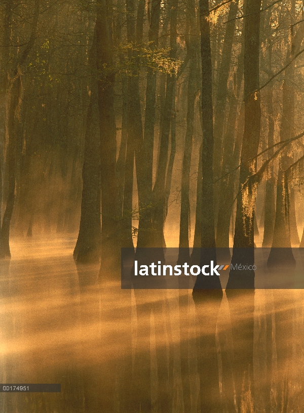 Pantano del ciprés de (los pantanos Taxodium distichum), remanso de Río de Calcasieu, Lake Charles, 