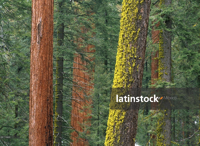 Árboles de Secuoya gigante (Sequoiadendron giganteum), algunos con troncos musgosos, en Grant Grove,